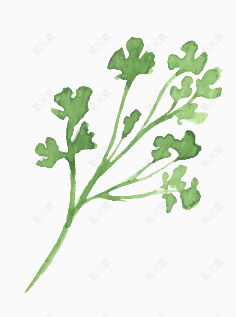 矢量香菜叶子