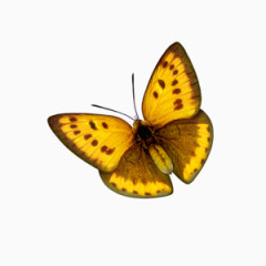 城市绿色文明蝴蝶纷飞