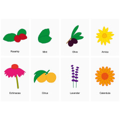 矢量图常见的植物