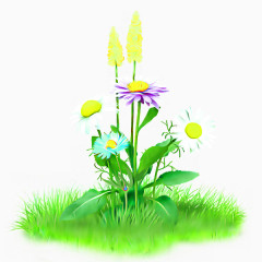 菊花草地
