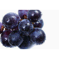 带水珠的紫葡萄