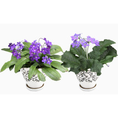 紫色花卉装饰盆栽