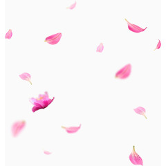粉色清新花朵花瓣漂浮素材