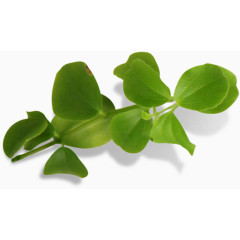 绿色小清晰的叶子