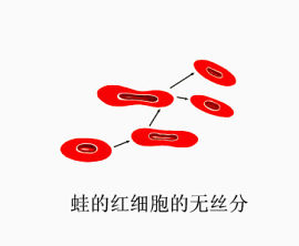 蛙的红细胞的无丝分裂