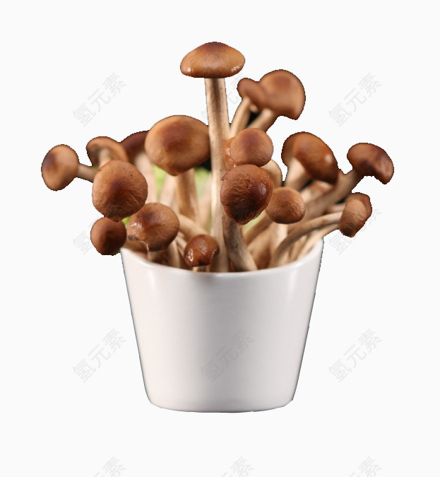 新鲜蟹味菇