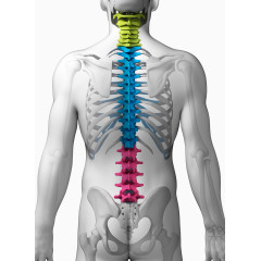 人体骨骼图片
