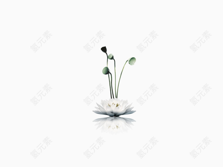 莲花