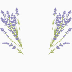 美丽好看的薰衣草