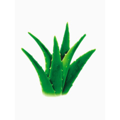一株芦荟