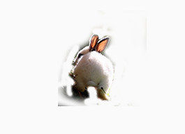 兔子