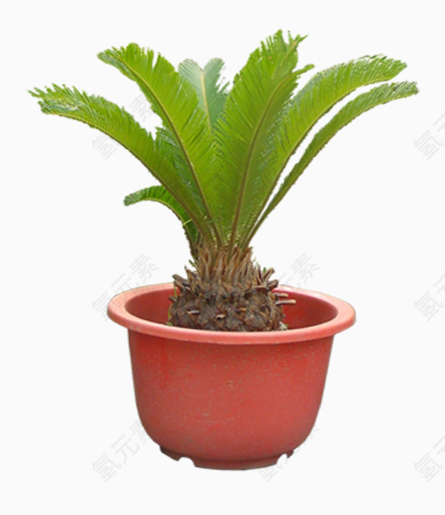 菠萝麻盆栽