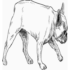 矢量手绘斗牛犬