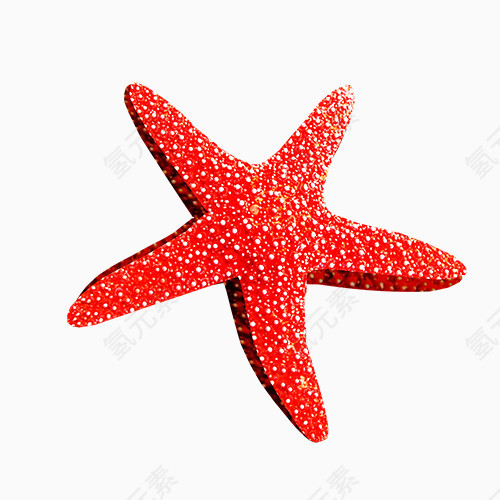 海星