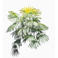 家庭盆栽植物