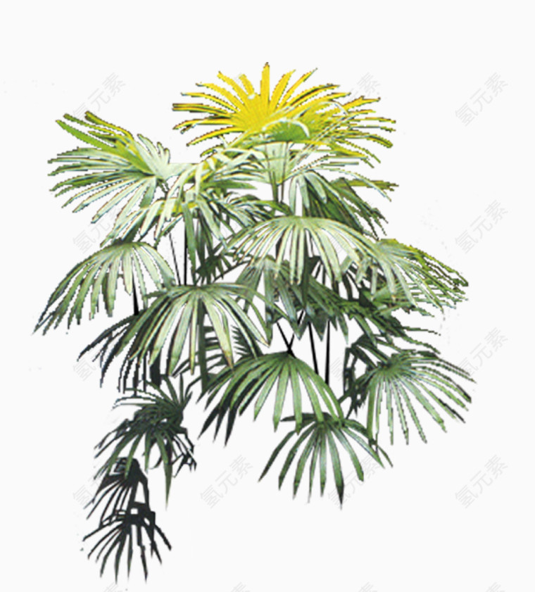 家庭盆栽植物