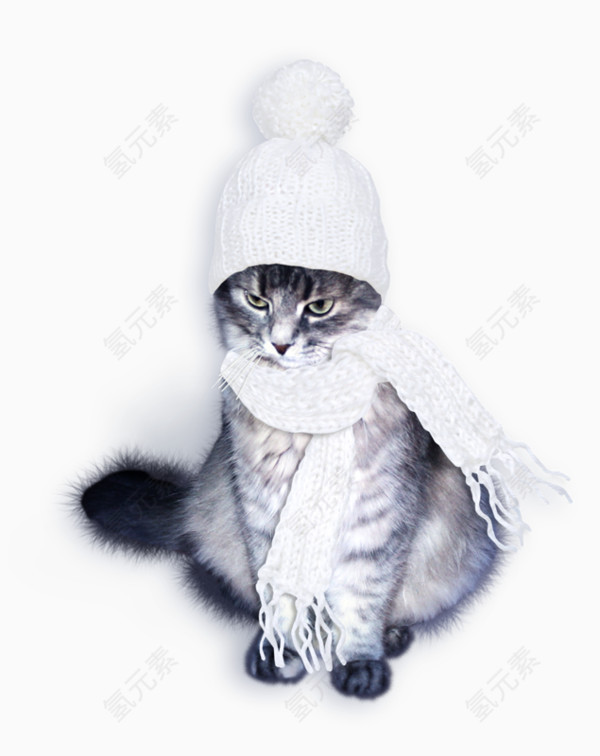 戴帽子的猫咪