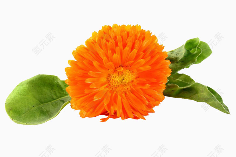 橙色万寿菊图片