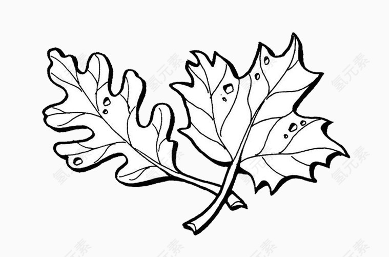 树叶枫叶简笔画