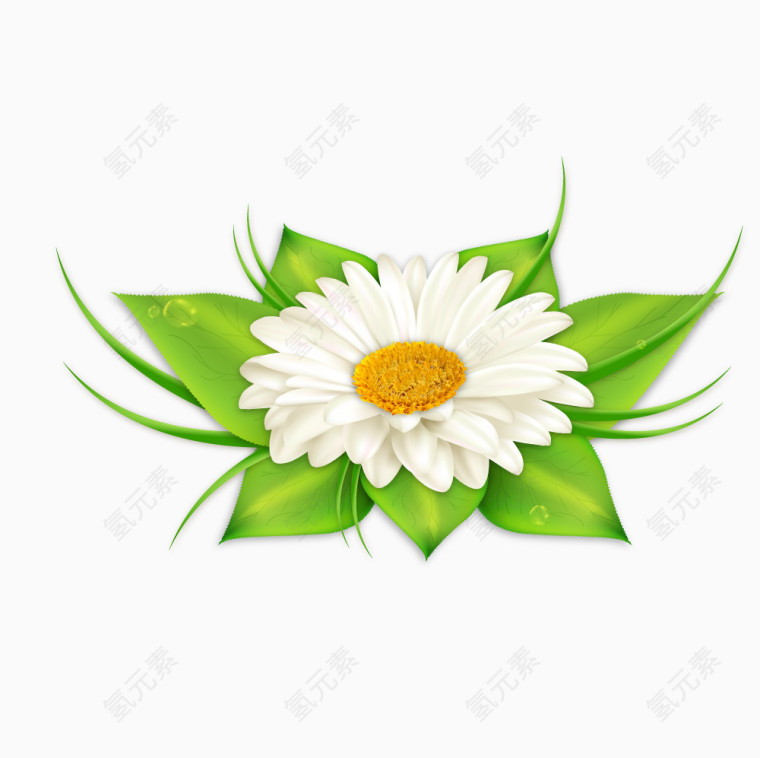 一朵雏菊花