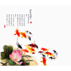 锦鲤