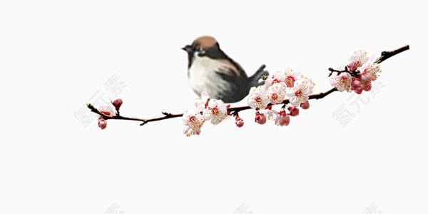 鸟在枝头