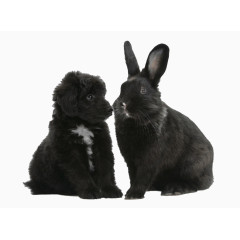 两只黑色兔子
