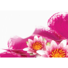 美容美妆莲花图案