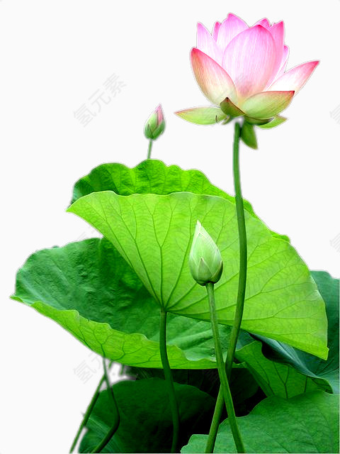 高清荷花