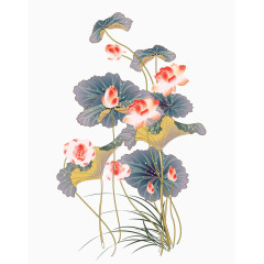 中国风淡雅盛开的荷花图片下载 荷花 中国风 水彩 莲花