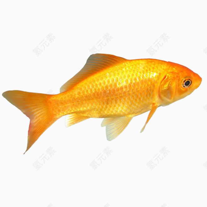 金鱼观赏鱼