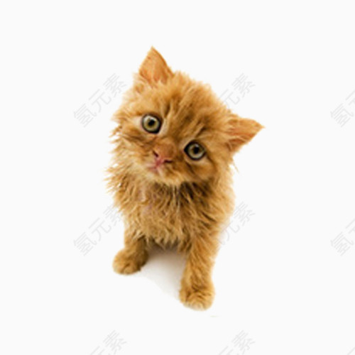 可怜兮兮的眼神