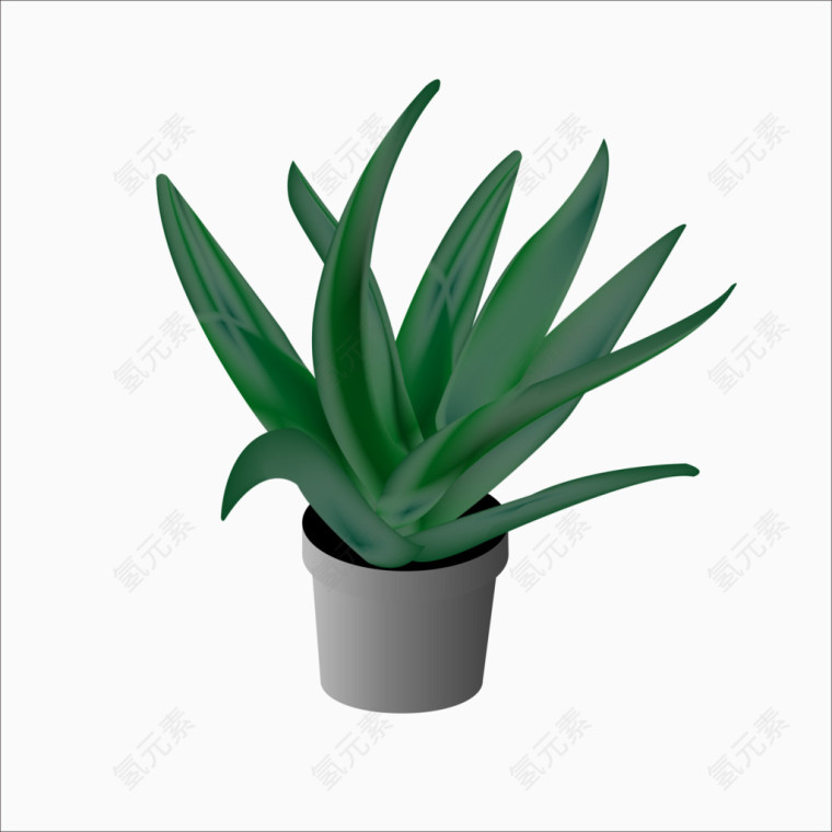 芦荟