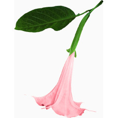 粉色喇叭花