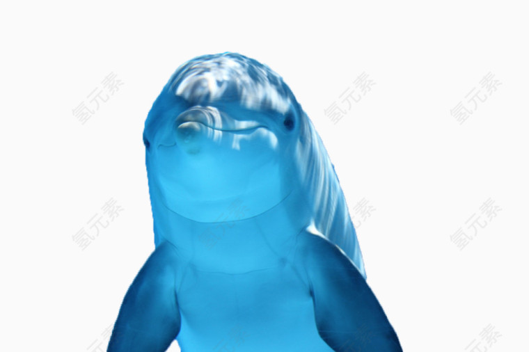 海豚