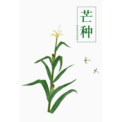 二十四节气芒种插画