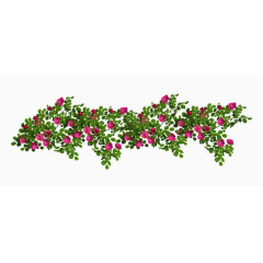 蔷薇花藤曼茂盛素材