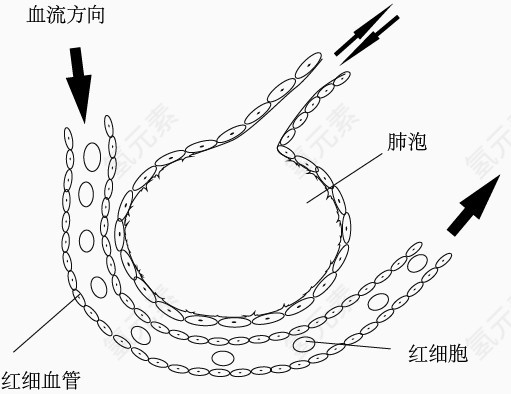 肺泡与血液