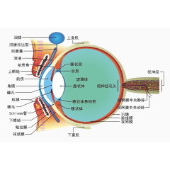 眼睛结构图