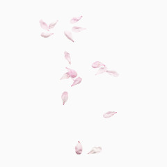 花瓣漂浮素材图片