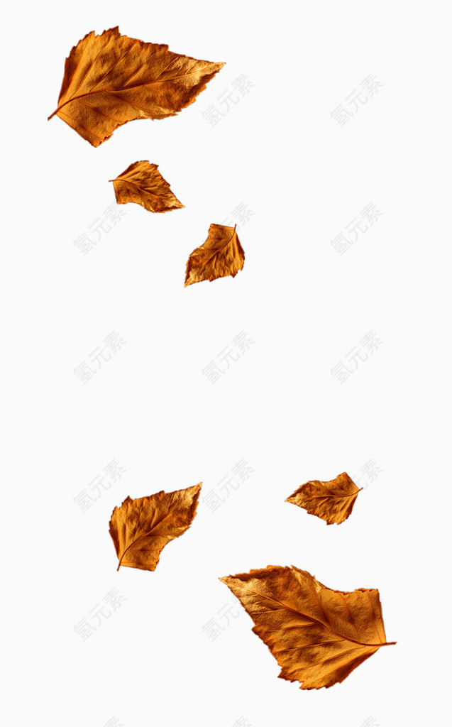 枯叶秋天