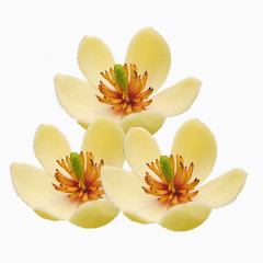 小黄花