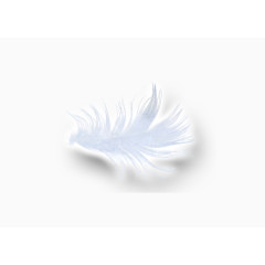 高清羽毛素材
