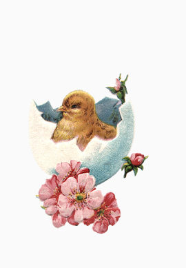 孵化小鸡