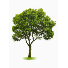绿色苍翠树木免抠素材