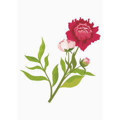 矢量红色牡丹花卉装饰