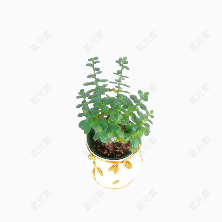 实用花卉