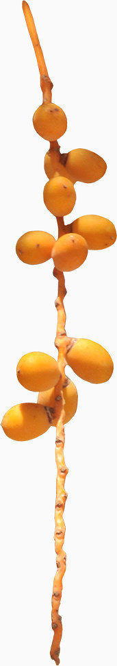 琵琶果装饰素材