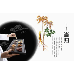 中草药当归
