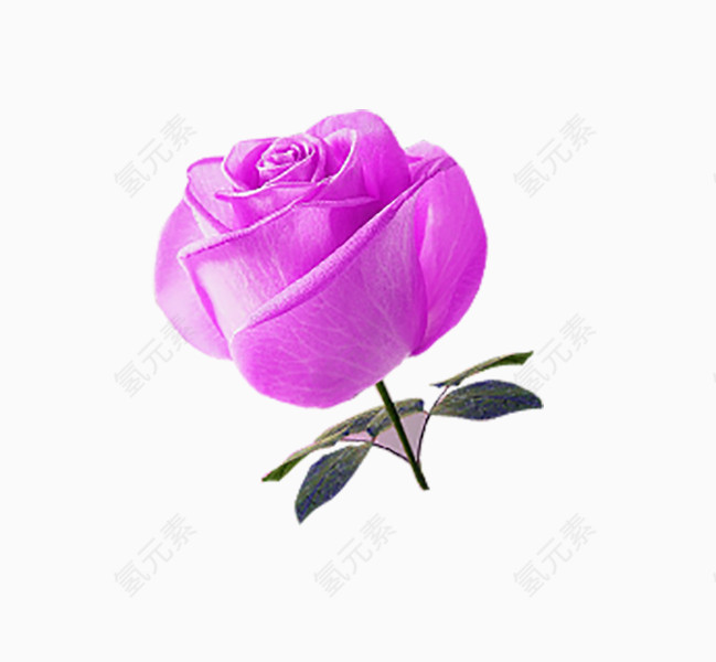 一朵玫瑰花
